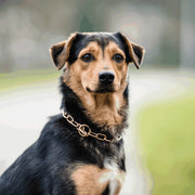 Zgarda otel CUROGAN 3.0 MM pentru Câini de Talie Medie – Antrenament Sigur (54 cm)