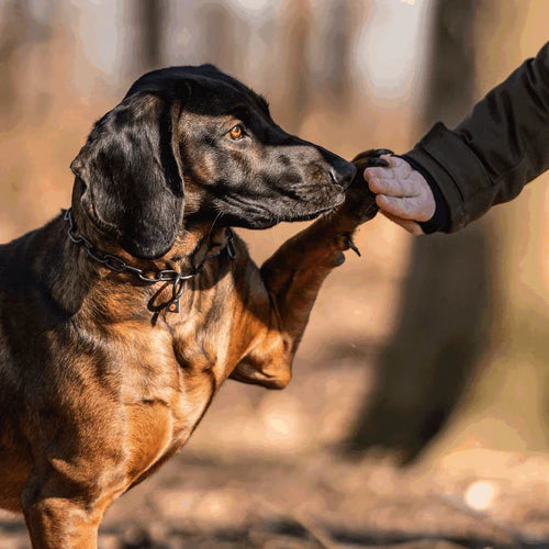 Zgardă de dresaj Sprenger reglabilă cu carabină Sprenger din oțel inoxidabil negru pentru câini, 3,0 mm