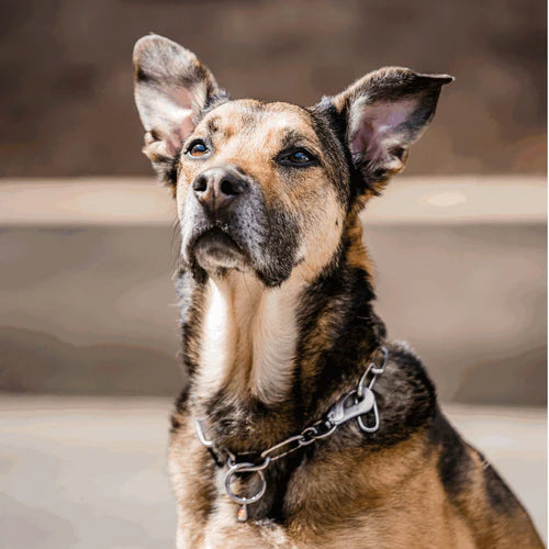 Guler, lanț lung, reglabil – cu cârlig SPRENGER – oțel inoxidabil, 4,0 mm