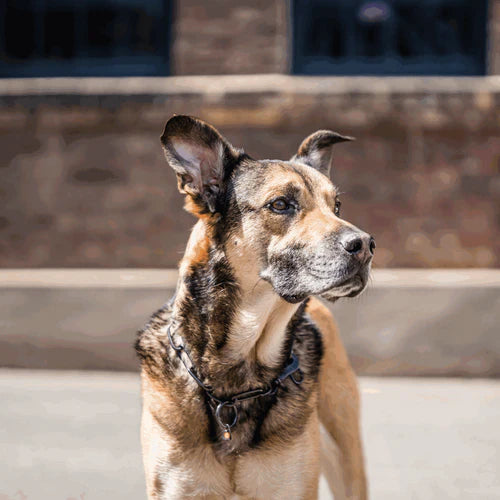 Guler, lanț lung, reglabil – cu cârlig SPRENGER – oțel inoxidabil negru, 4,0 mm