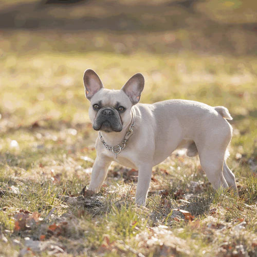 Zgardă pentru câini reglabilă cu carabină Sprenger, oțel inoxidabil, 3,0 mm