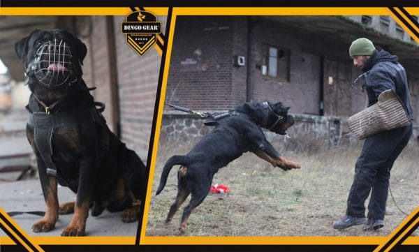 Dingo Gear – Botniță metalică întărită pentru Rottweiler