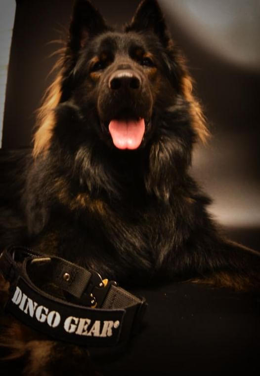 Dingo Gear – Zgardă tactică COBRA – Din chingă de polipropilenă, fără mâner
