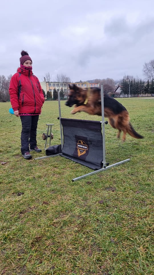 Dingo Gear – obstacol pentru dresaj canin, înălțime 100 cm × lățime 150 cm