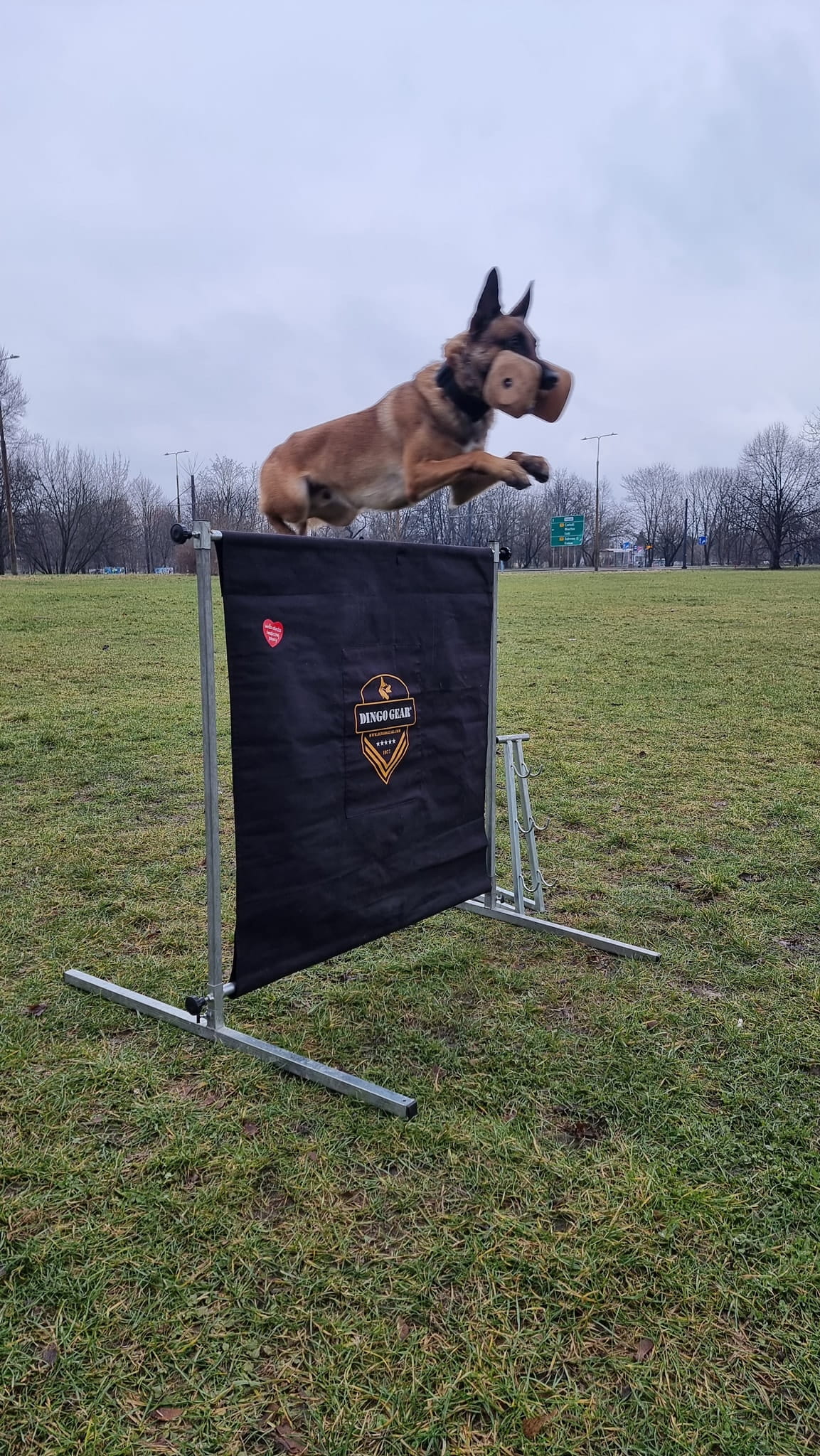 Dingo Gear – obstacol pentru dresaj canin, înălțime 100 cm × lățime 100 cm