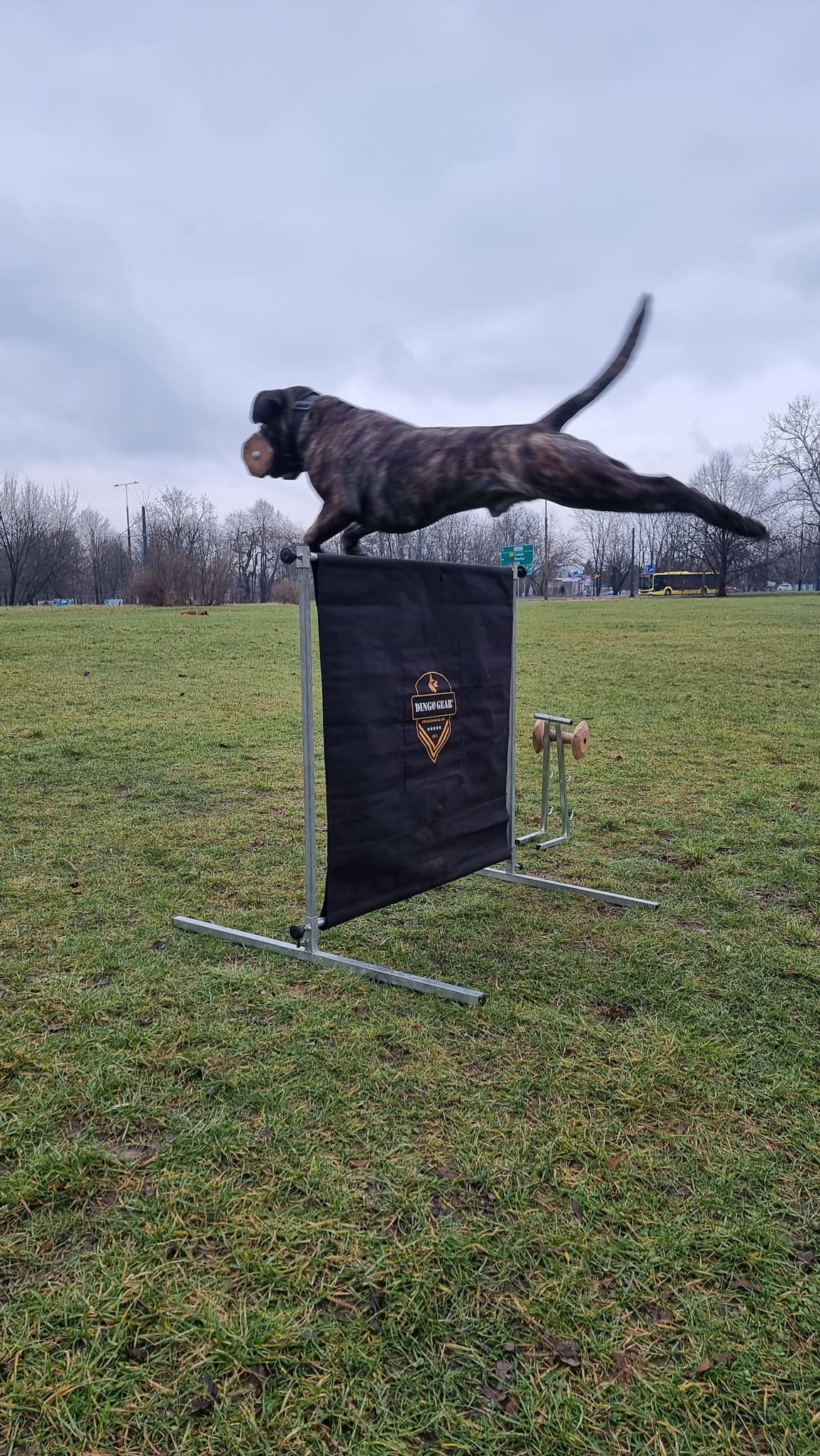 Dingo Gear – obstacol pentru dresaj canin, înălțime 100 cm × lățime 100 cm