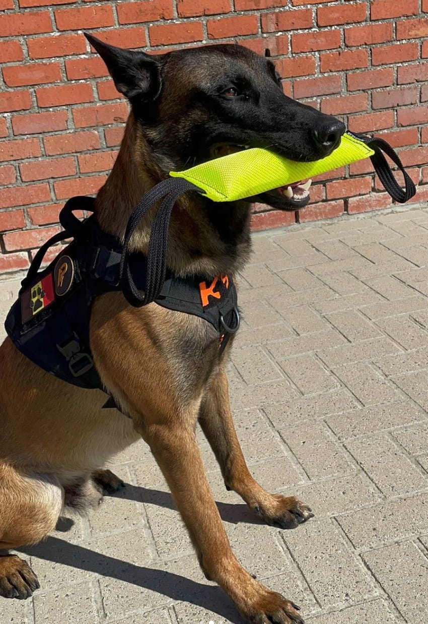 Dingo Gear – Jucărie tug din furtun de incendiu cu două mânere