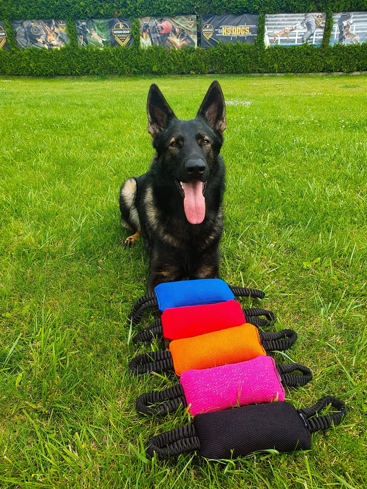Dingo Gear – Jucărie tug cu două mânere elastice (bungee), din Nylcot
