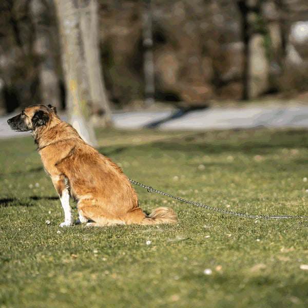 Lanț pentru ham cu arc – oțel placat cu nichel, 4,0 mm / 79"