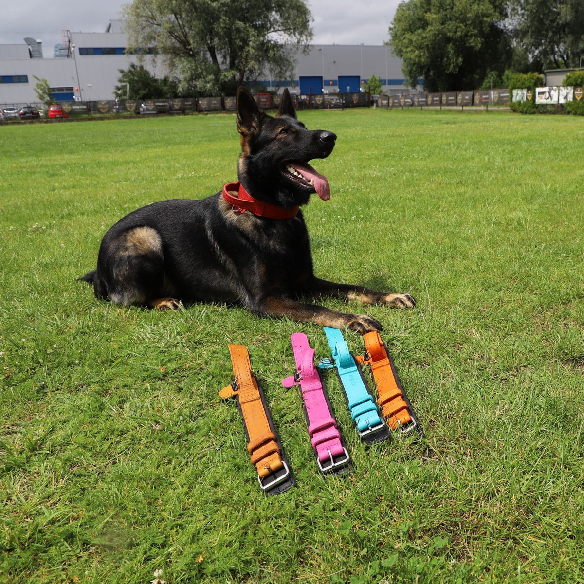 Dingo Gear – Zgardă DRAGO – precizie din piele în slujba dresajului profesional