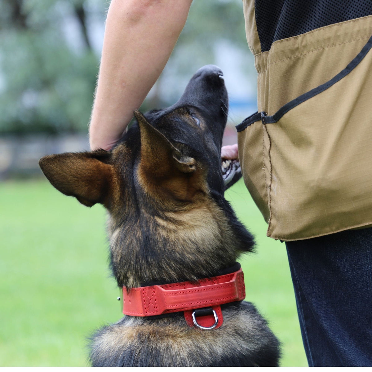 Dingo Gear – Zgardă DRAGO – precizie din piele în slujba dresajului profesional