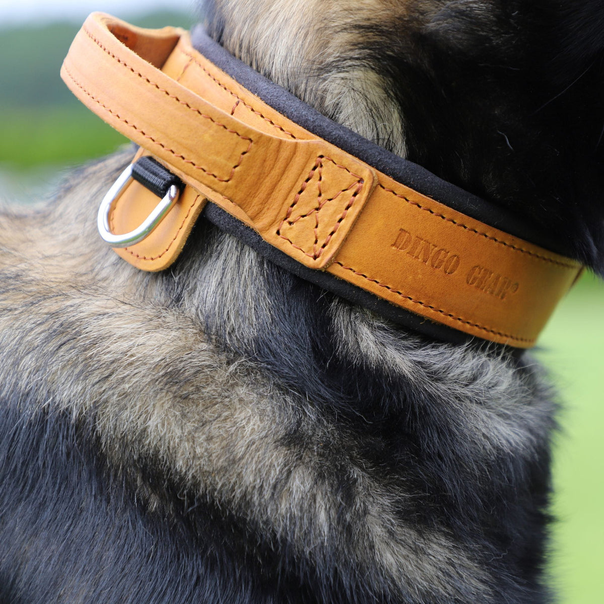 Dingo Gear – Zgardă DRAGO – precizie din piele în slujba dresajului profesional