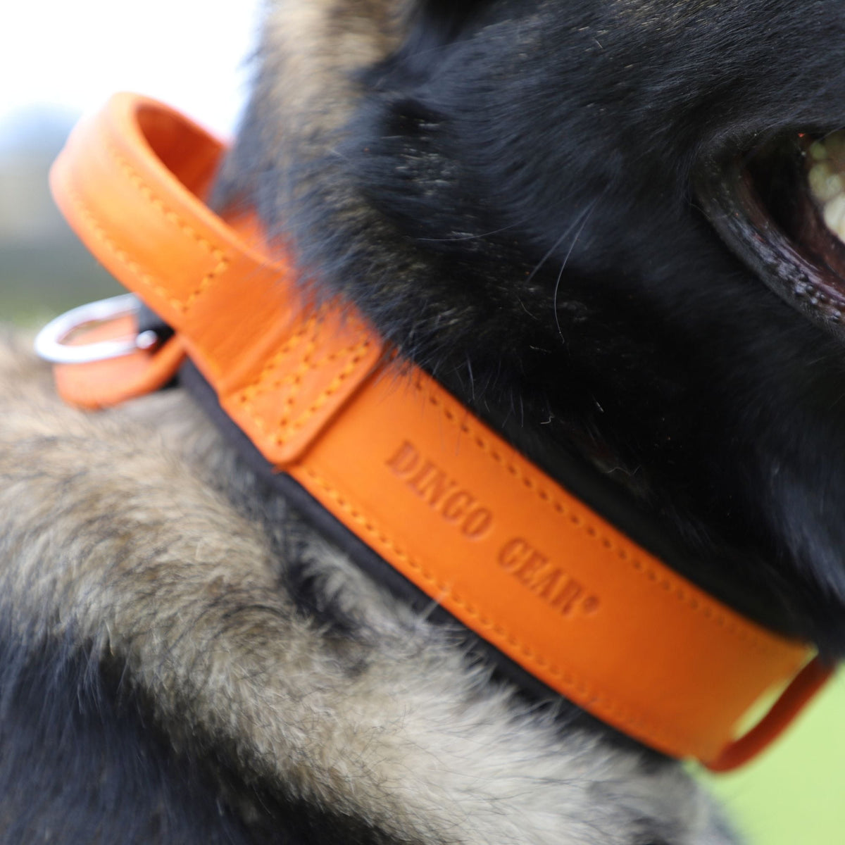 Dingo Gear – Zgardă DRAGO – precizie din piele în slujba dresajului profesional