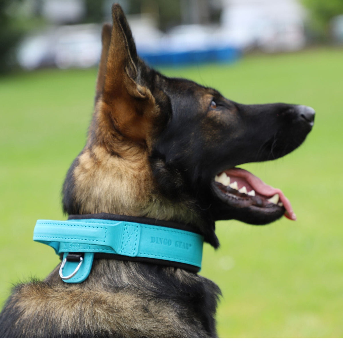 Dingo Gear – Zgardă DRAGO – precizie din piele în slujba dresajului profesional