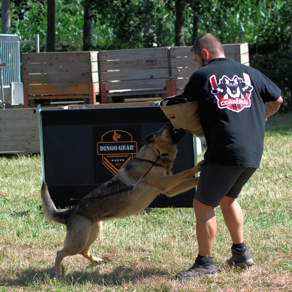 Dingo Gear – obstacol pentru dresaj canin, înălțime 100 cm × lățime 100 cm