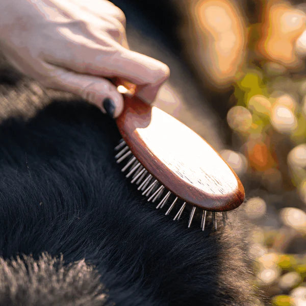 Perie pentru câini, cu peri groși – fixați prin îndoire, dinți metalici de 20 mm