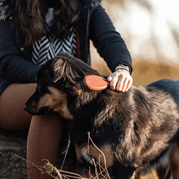 Perie pentru câini, cu peri groși – fixați prin îndoire, dinți metalici de 20 mm