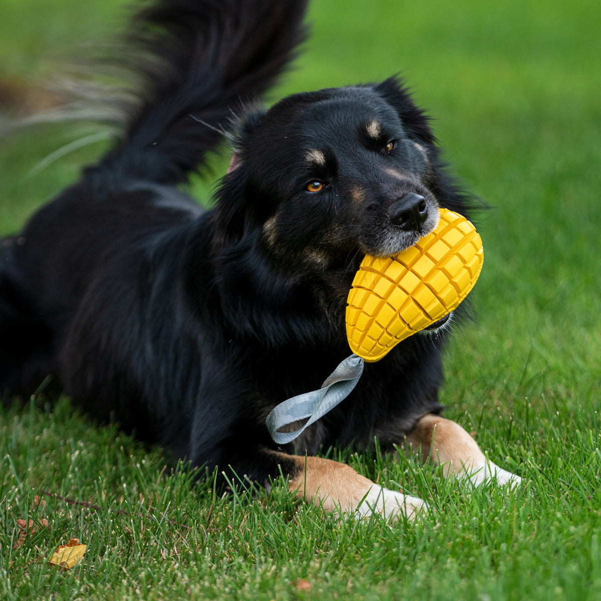 Jucărie pentru câini Sprenger FRUIT CHALLENGE „Mango”