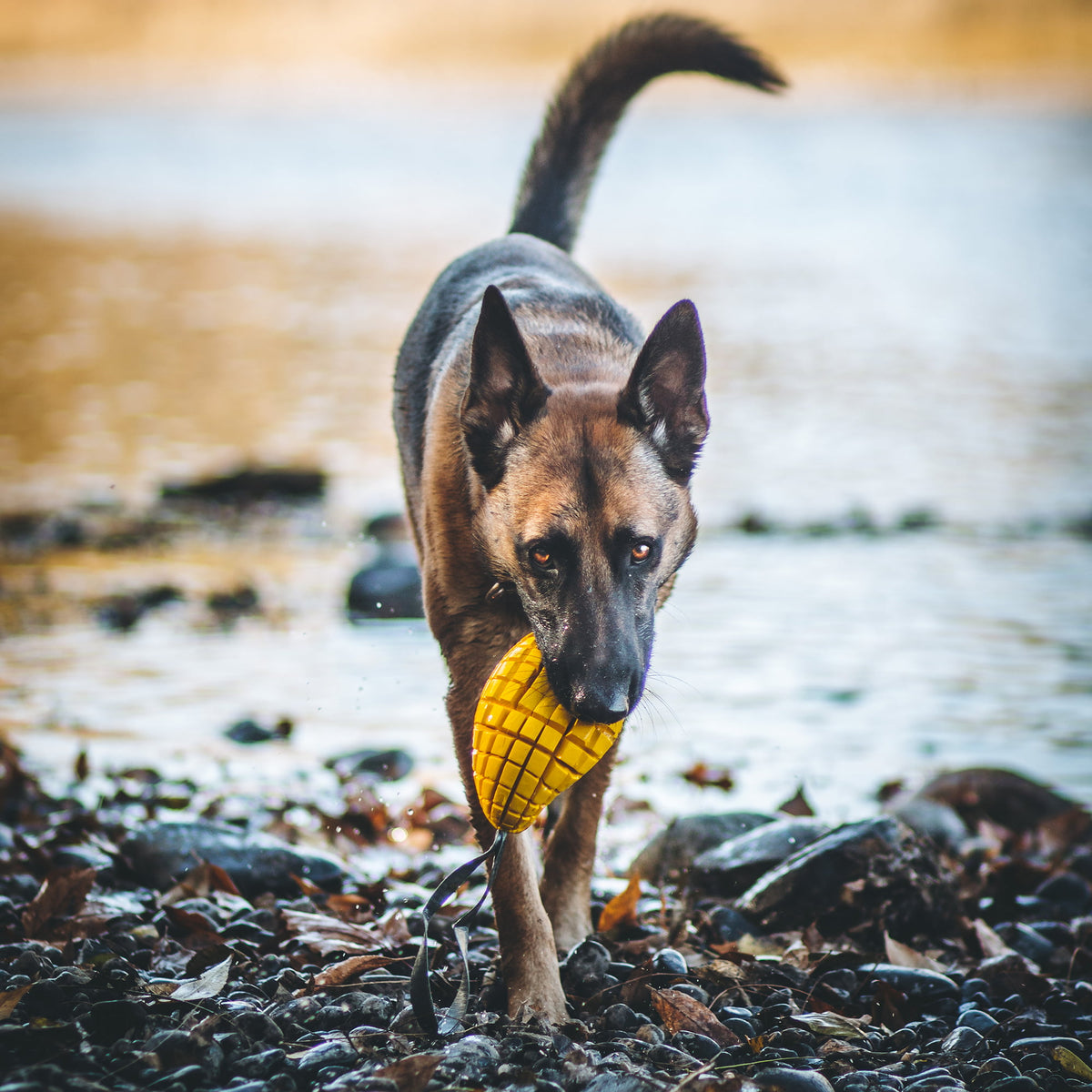 Jucărie pentru câini Sprenger FRUIT CHALLENGE „Mango”