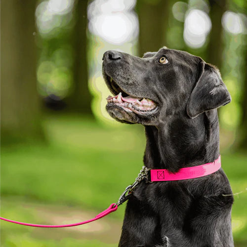 Lesă BioThane® pentru câini, 1,2 m Sprenger