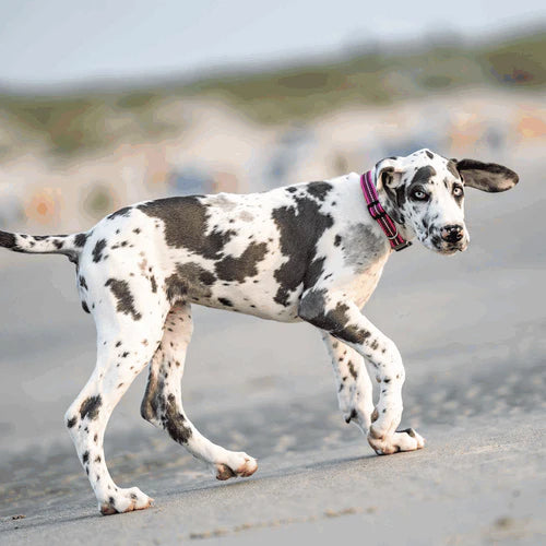 Zgardă reglabilă pentru câini – reflectorizantă