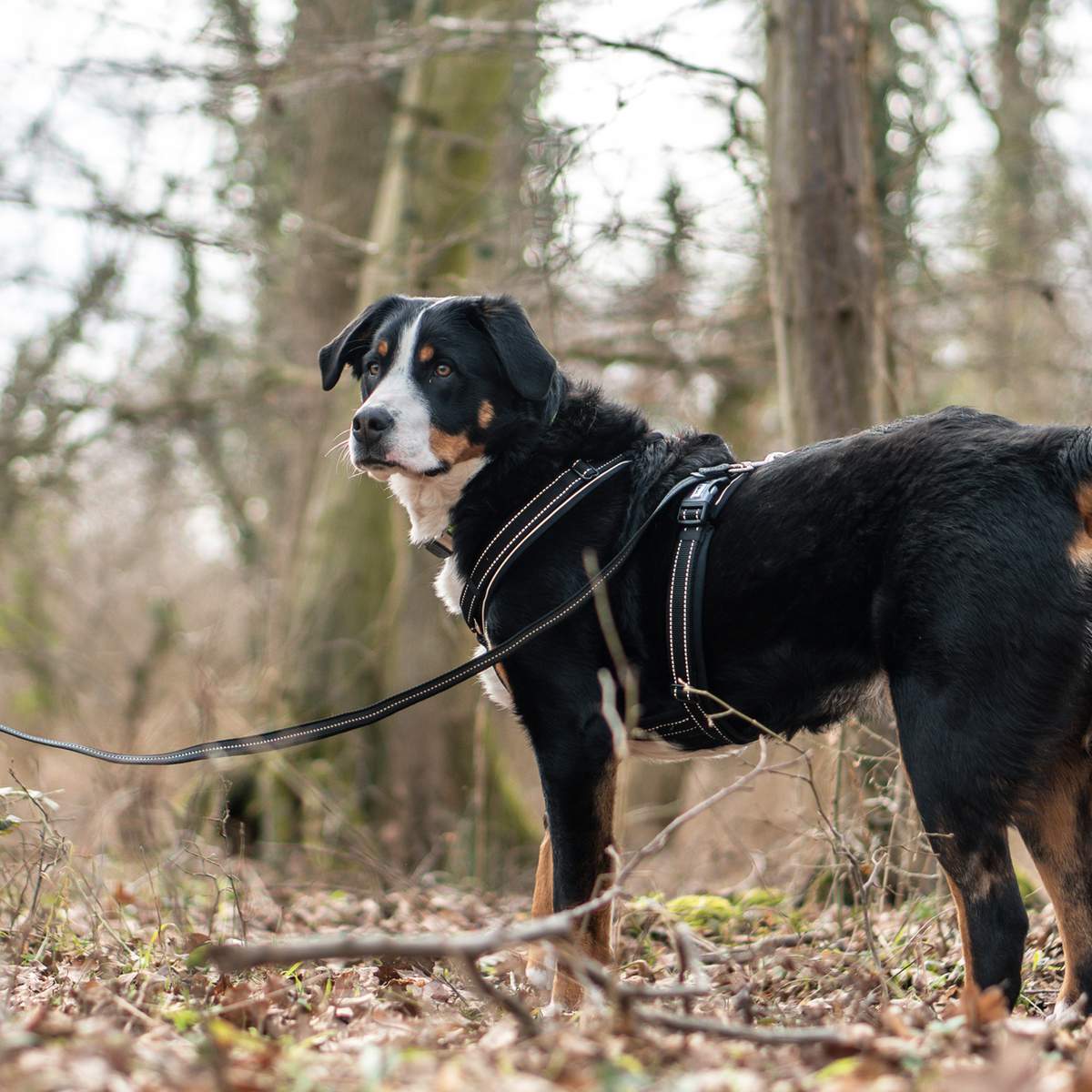 Ham pentru câini Y-Harness Sprenger