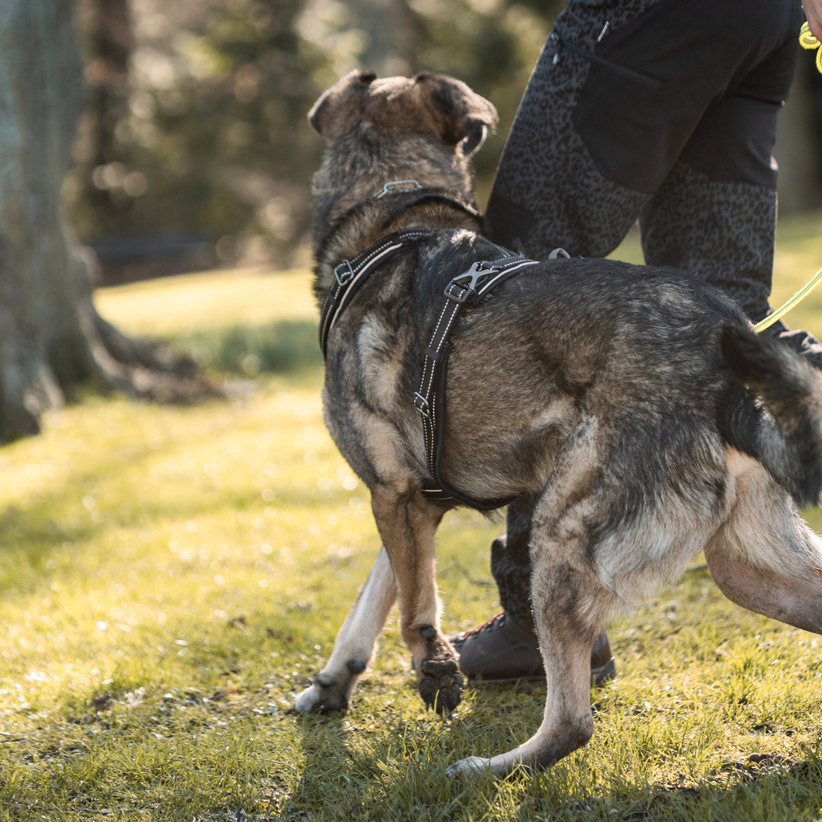 Ham pentru câini Y-Harness Sprenger