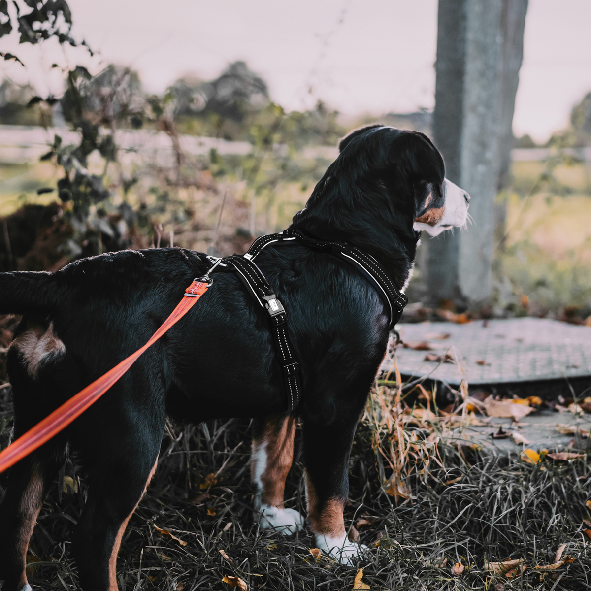 Ham pentru câini Y-Harness Sprenger