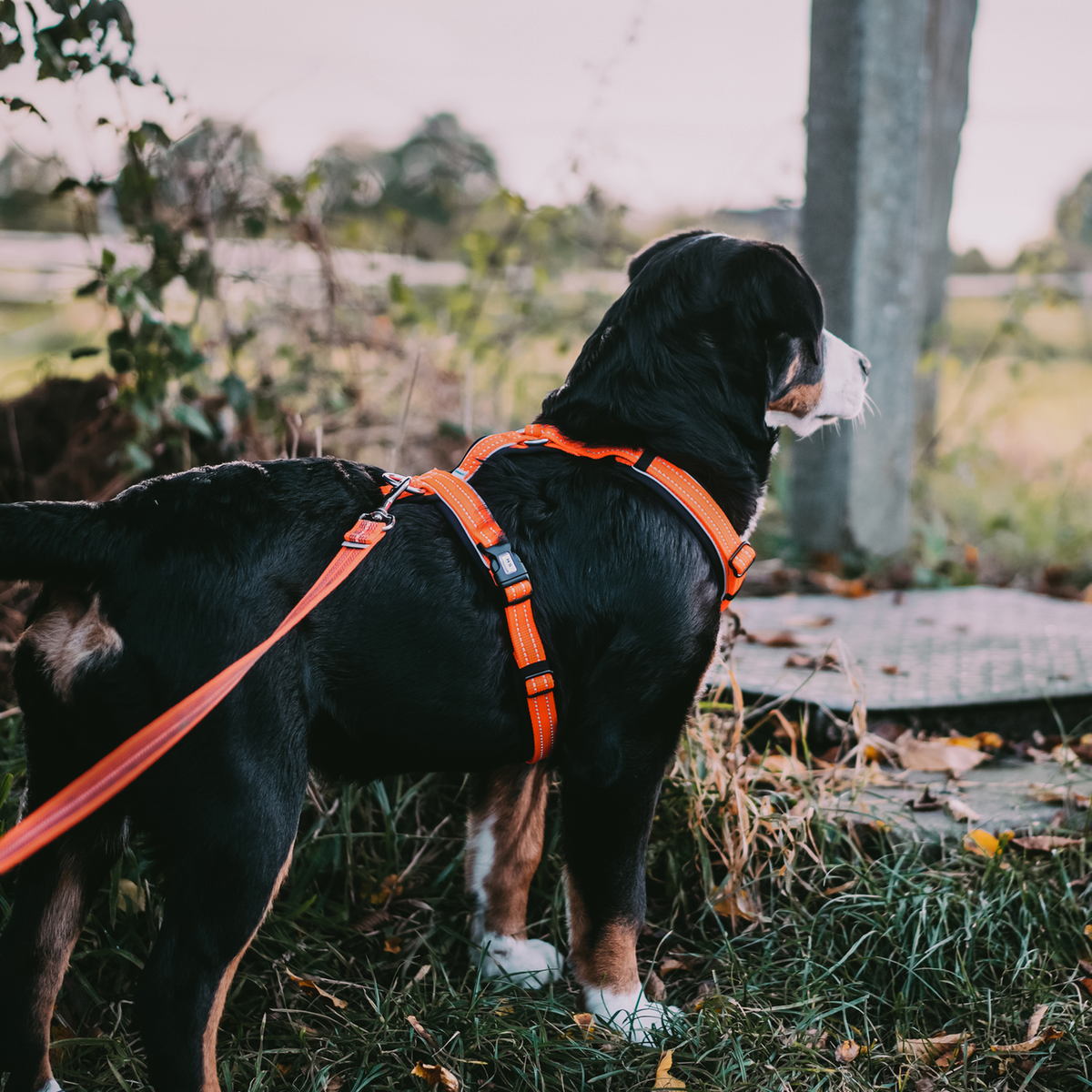 Ham pentru câini Y-Harness Sprenger