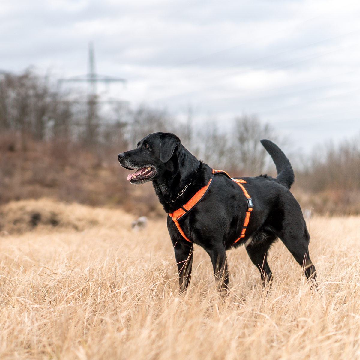 Ham pentru câini Y-Harness Sprenger