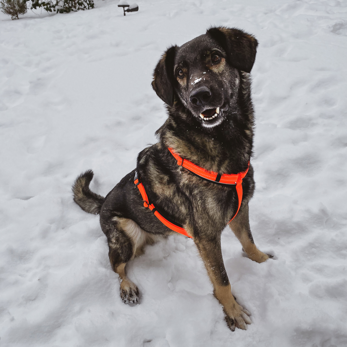 Ham pentru câini Y-Harness Sprenger