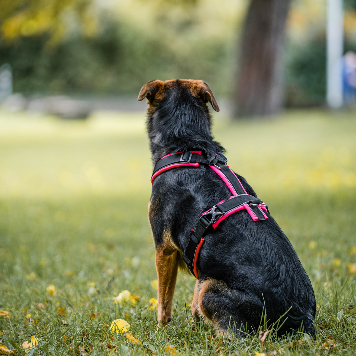 Ham pentru câini Y-Harness 2.0
