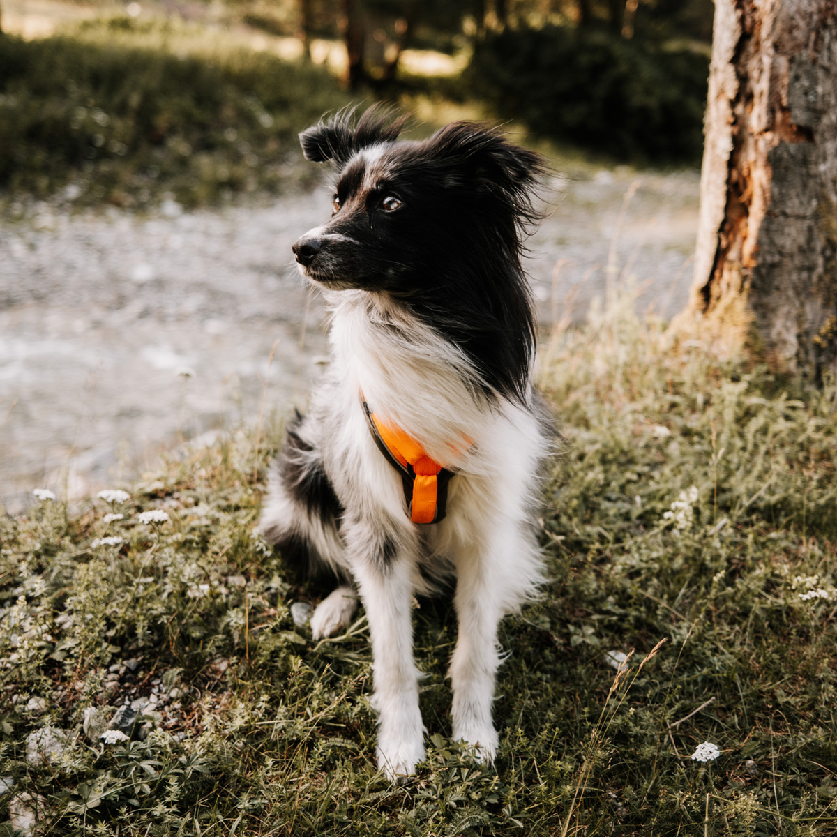 Ham pentru câini Y-Harness 2.0