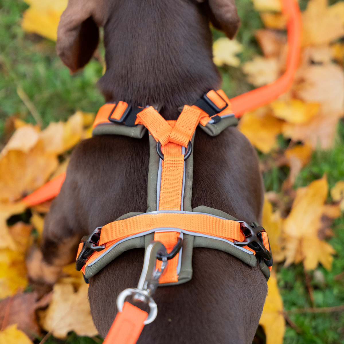 Ham pentru câini Y-Harness 2.0
