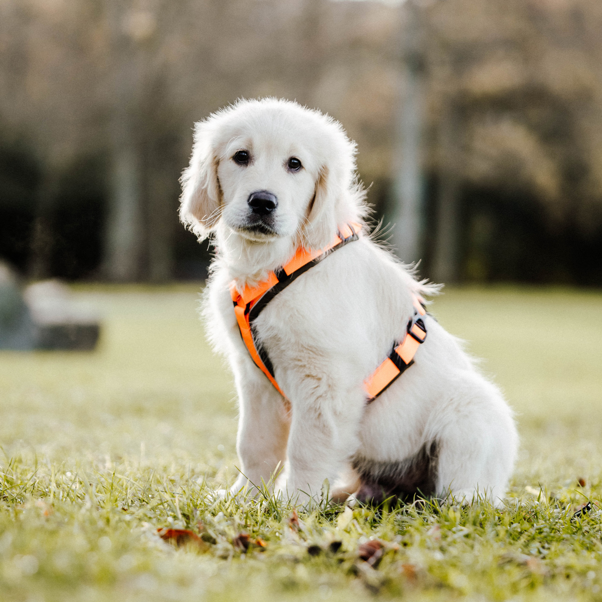 Ham pentru câini Y-Harness 2.0