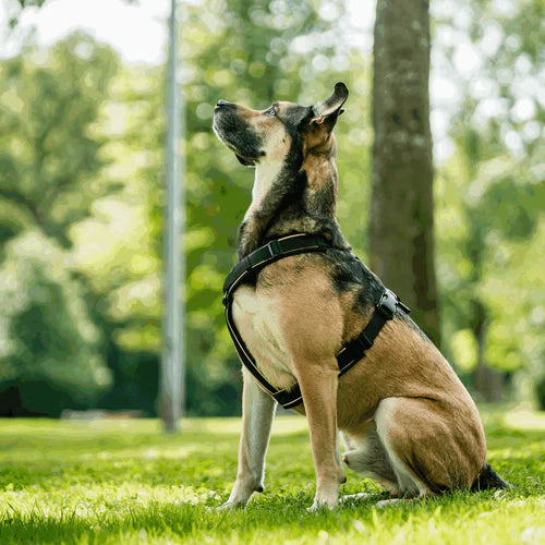 Ham pentru câini Y-Harness 2.0