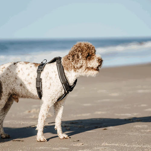 Ham pentru câini Y-Harness 2.0