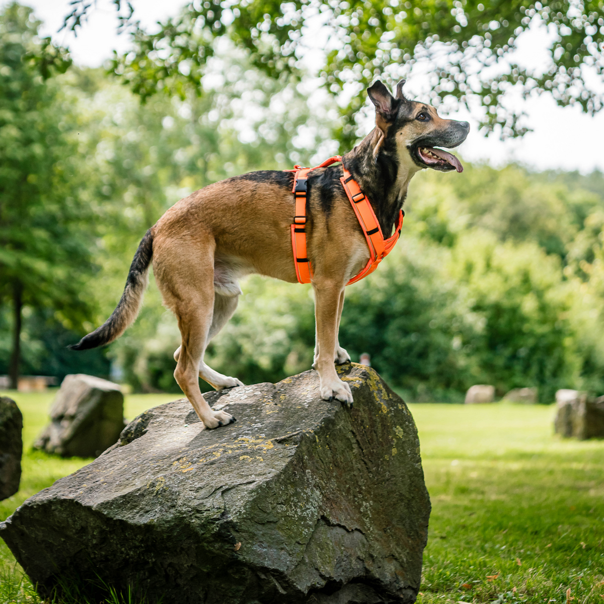 Ham pentru câini Y-Harness 2.0