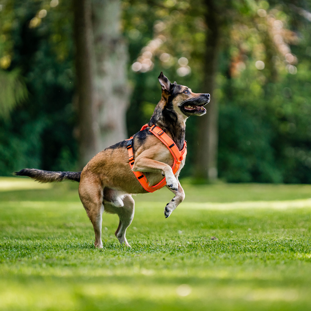 Ham pentru câini Y-Harness 2.0
