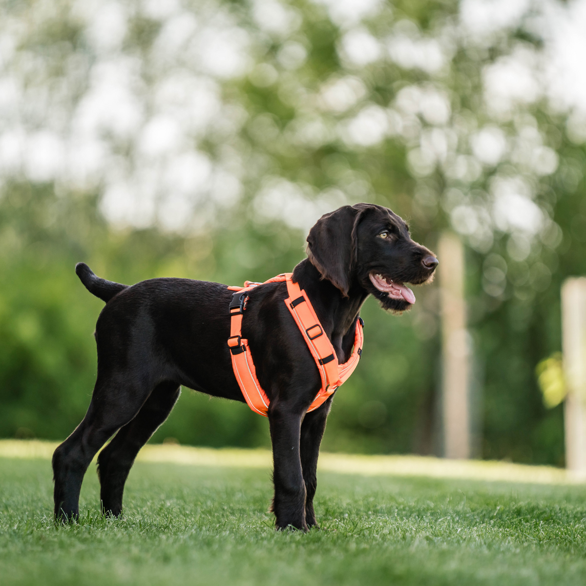 Ham pentru câini Y-Harness 2.0