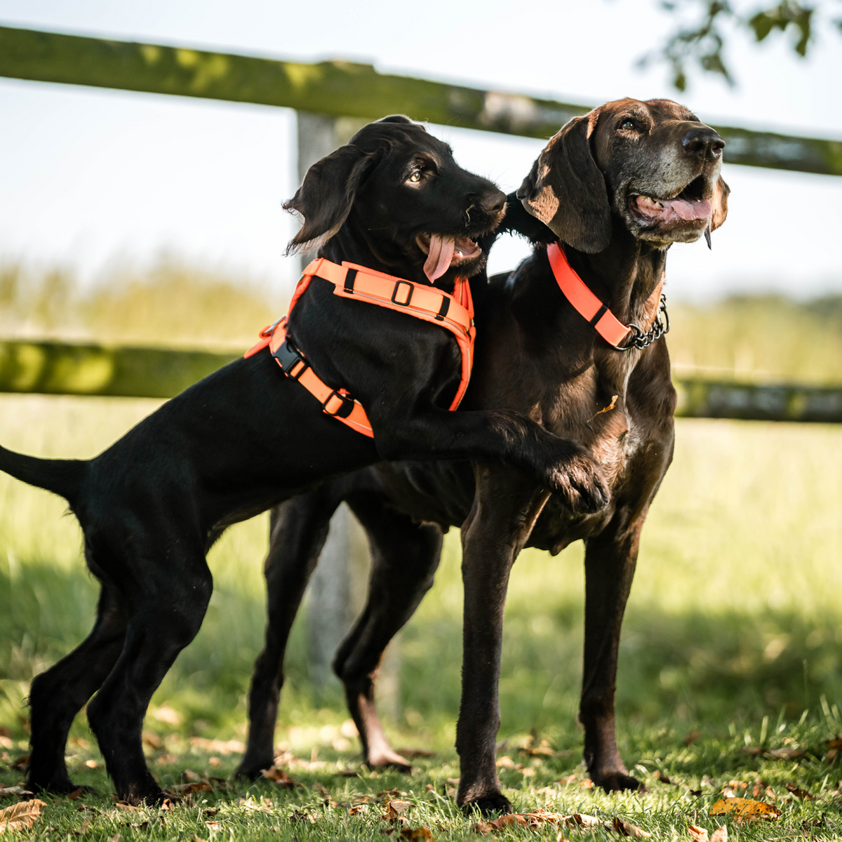 Ham pentru câini Y-Harness 2.0