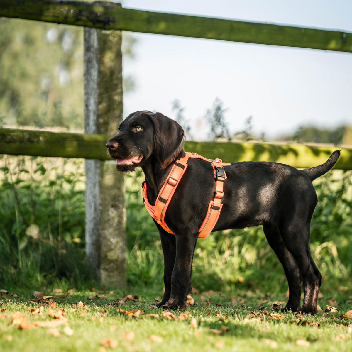 Ham pentru câini Y-Harness 2.0