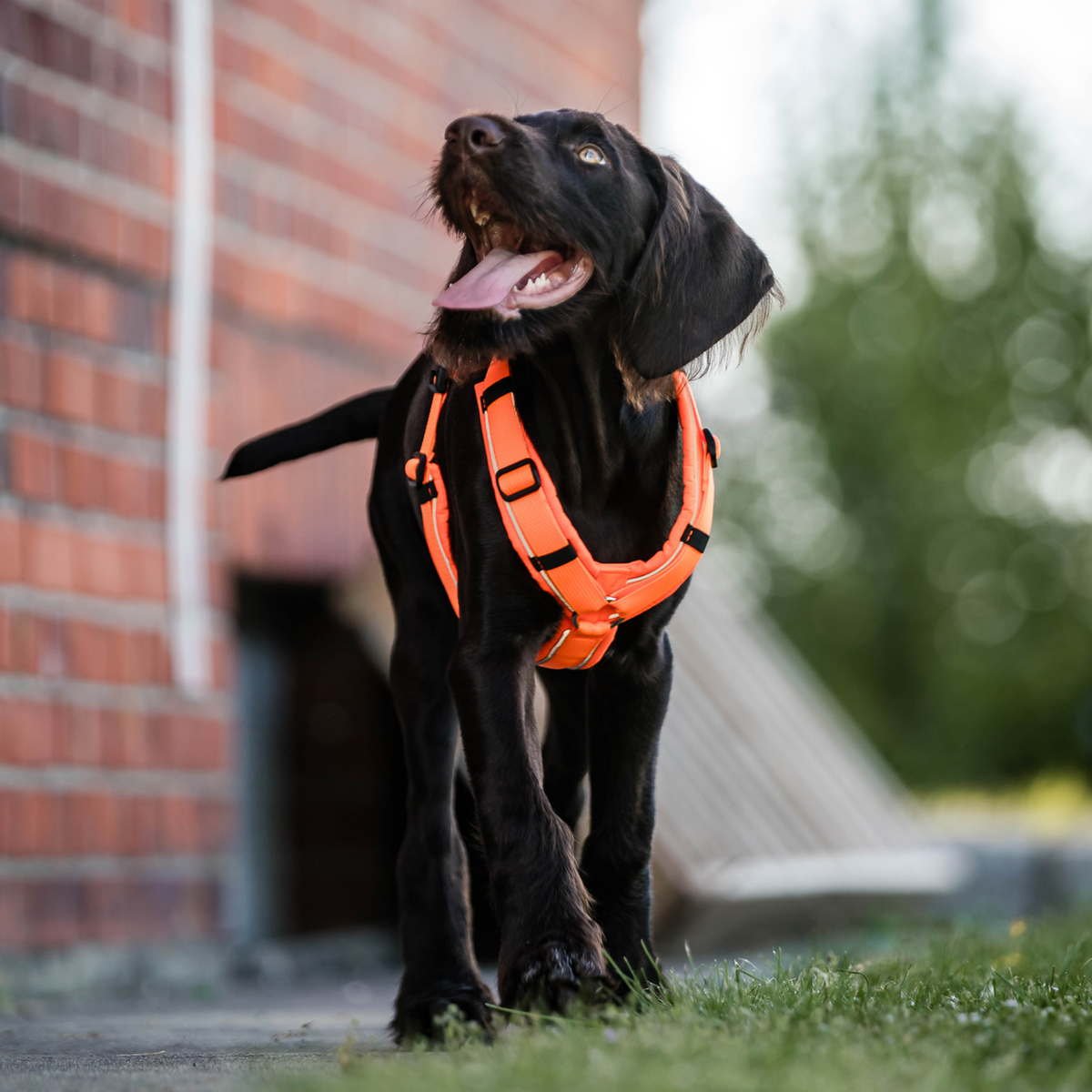 Ham pentru câini Y-Harness 2.0