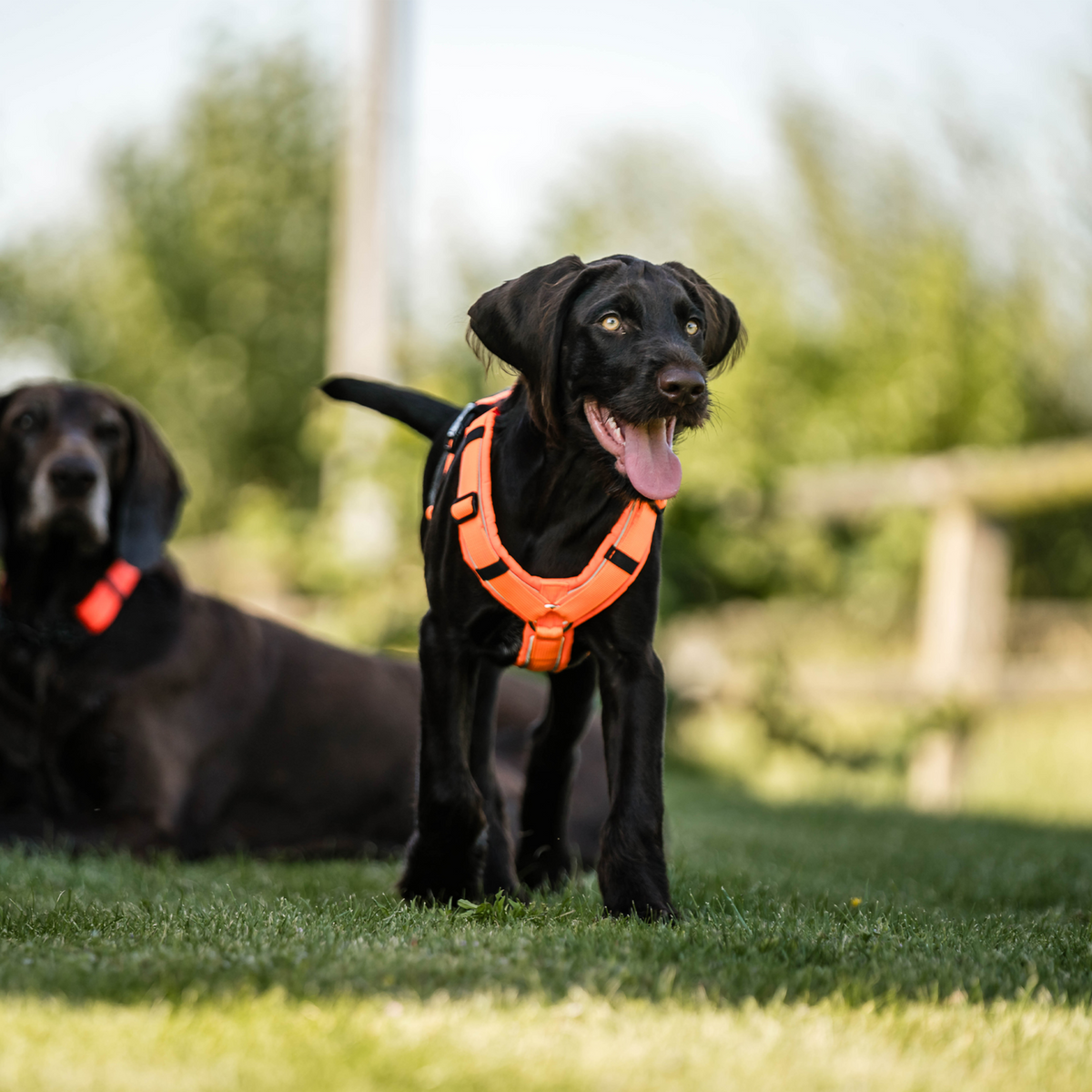 Ham pentru câini Y-Harness 2.0