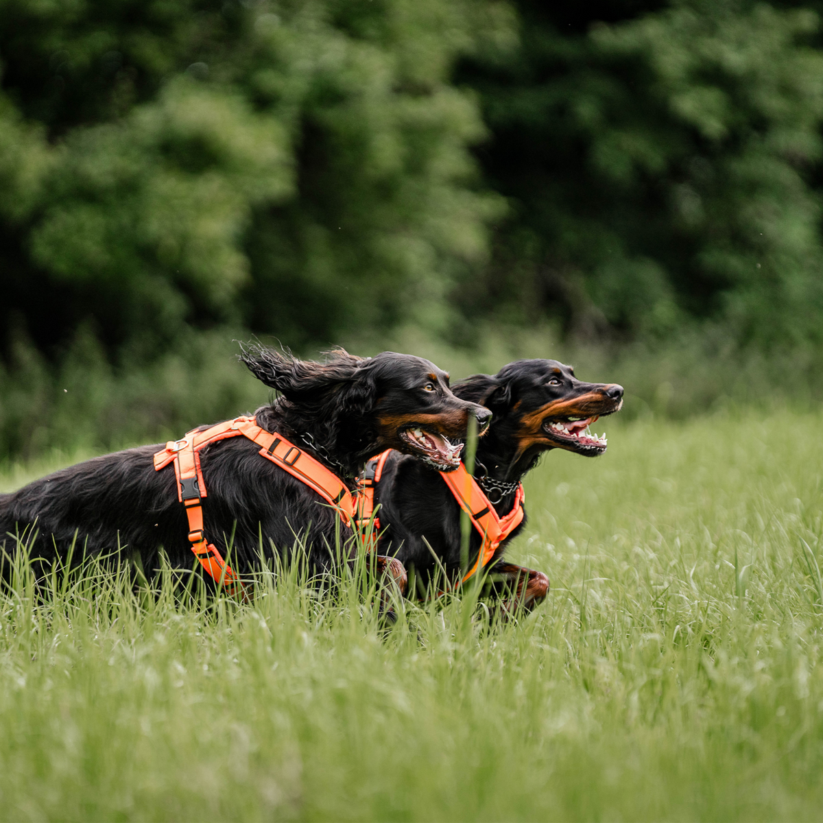 Ham pentru câini Y-Harness 2.0