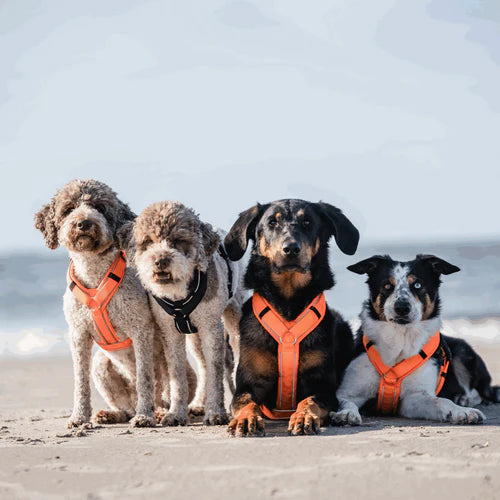 Ham pentru câini Y-Harness 2.0