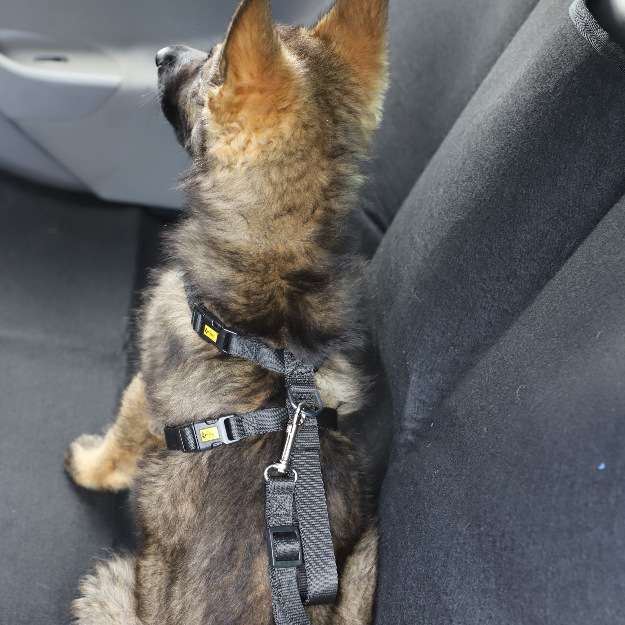 Centură de siguranță pentru câini