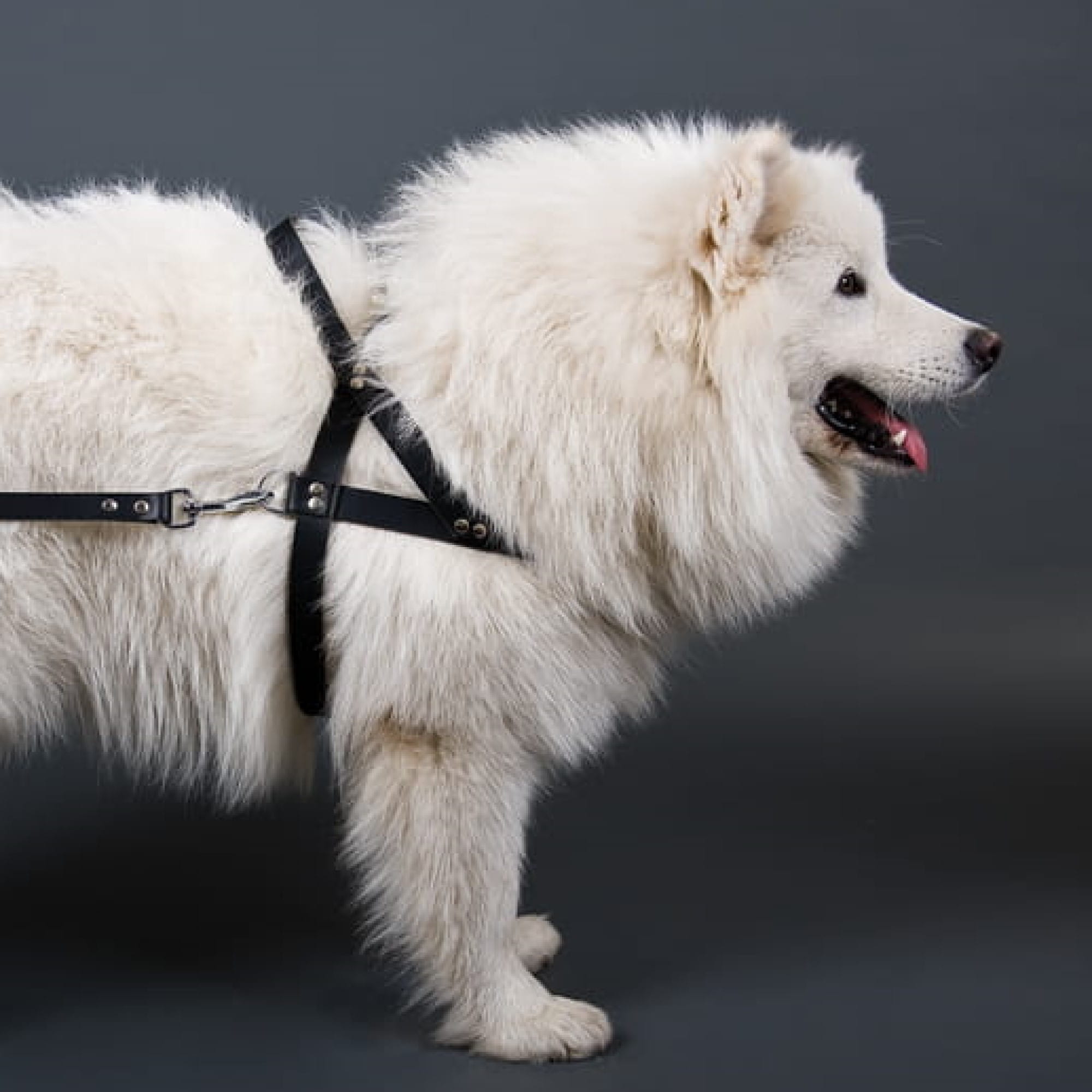 Ham pentru câini FINNISH