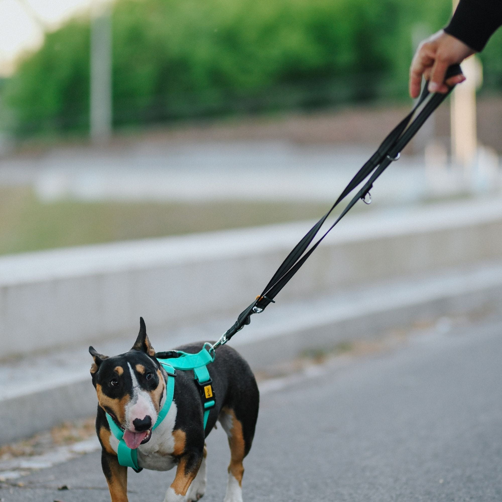 Lesă reglabilă cauciucată