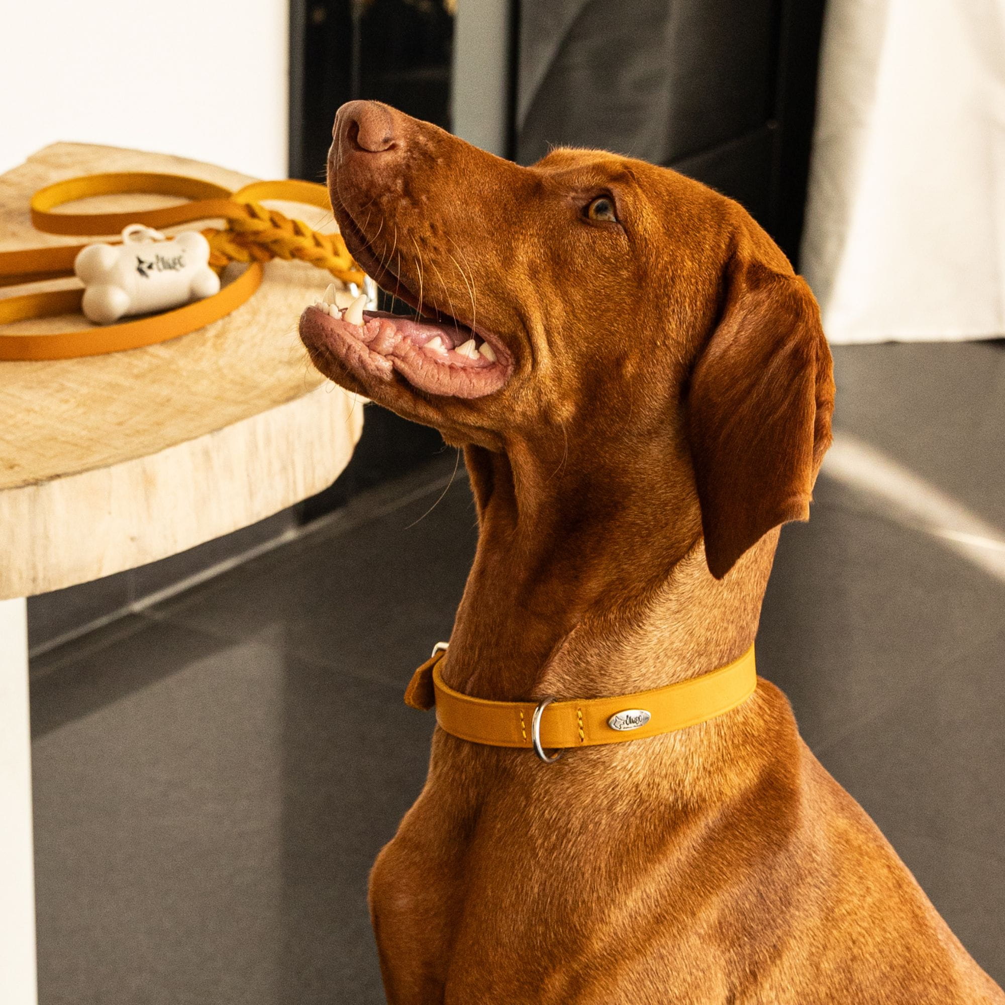 Zgardă din piele naturală